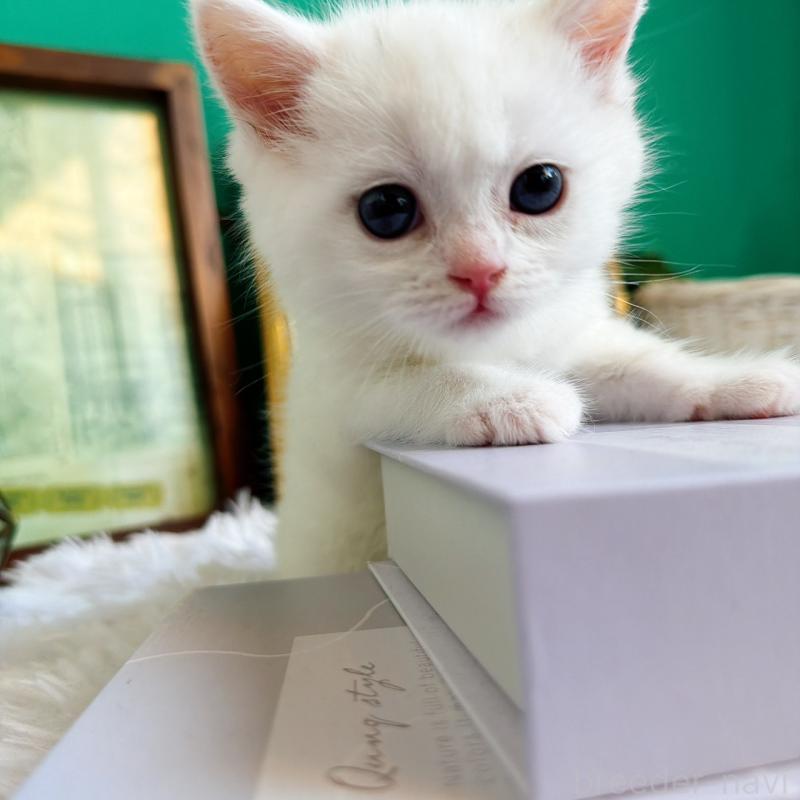 販売中の岐阜県のミヌエット-133382の4枚目