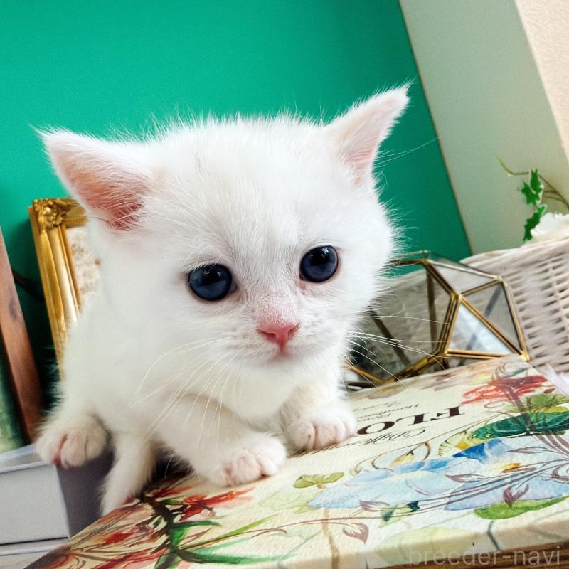 販売中の岐阜県のミヌエット-133382の3枚目