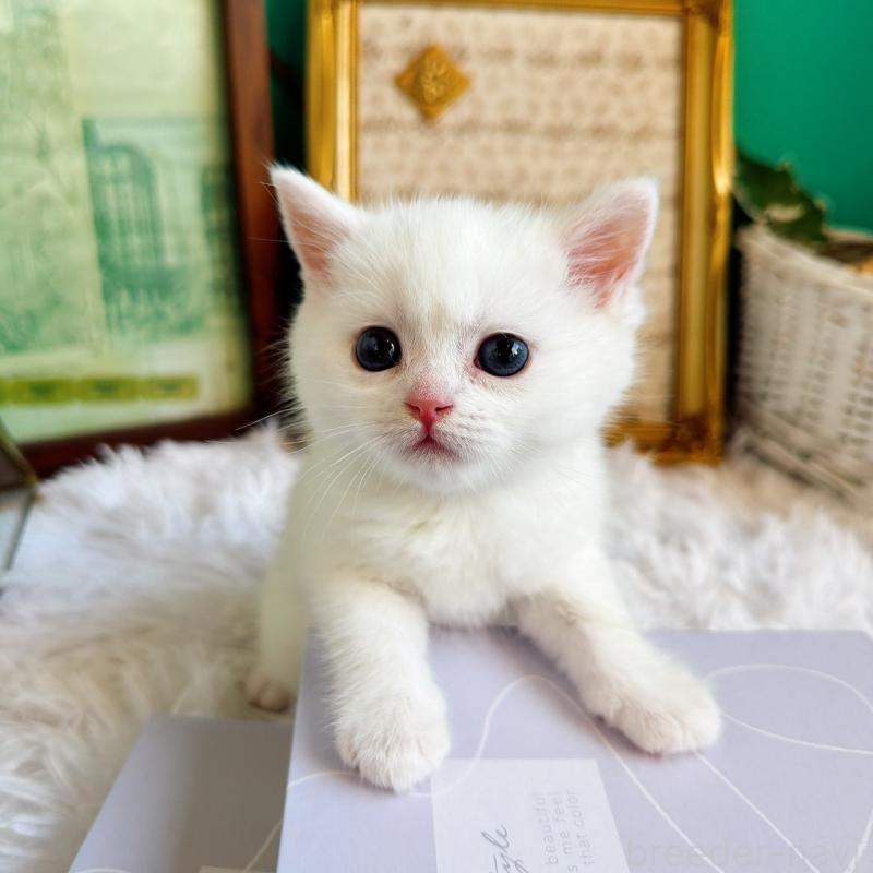 販売中の岐阜県のミヌエット-133382の1枚目