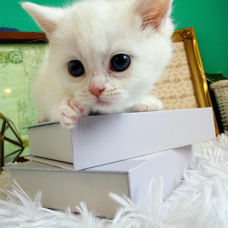 販売中の岐阜県のミヌエット-133382の2枚目