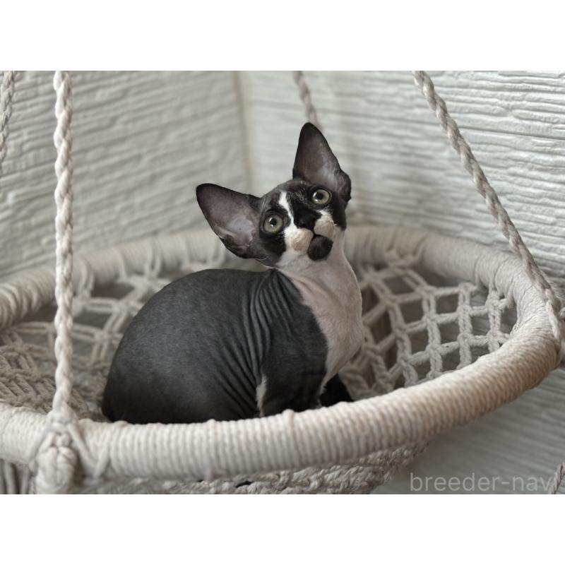 販売中の千葉県のデボンレックス-133383の5枚目