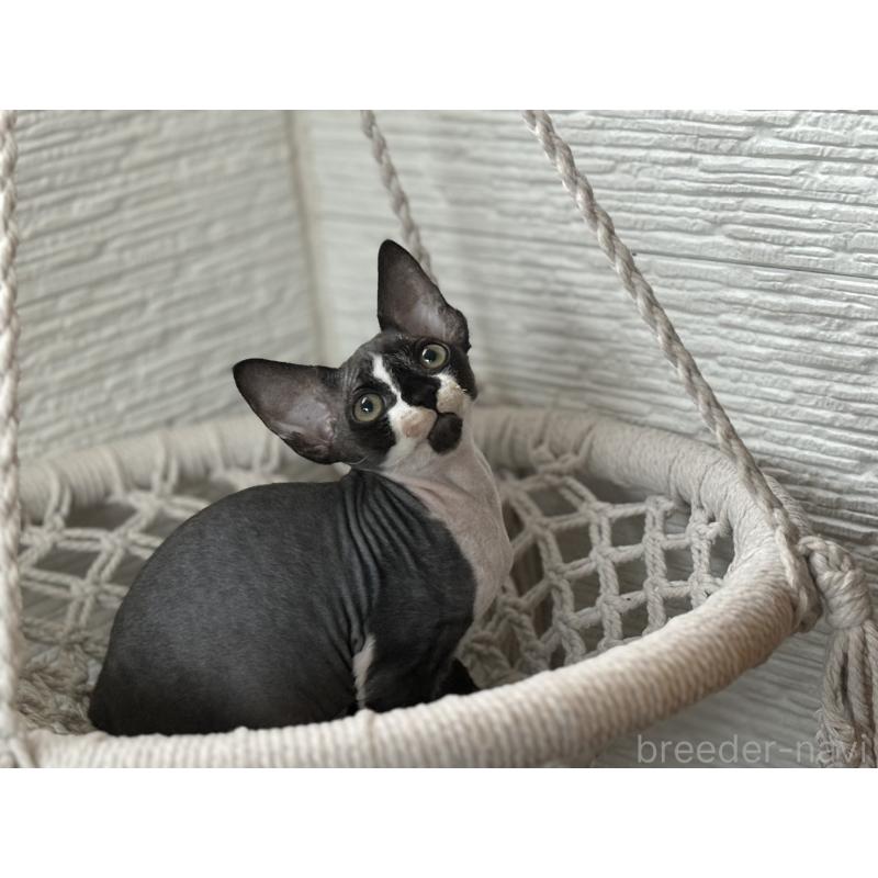 販売中の千葉県のデボンレックス-133383の6枚目