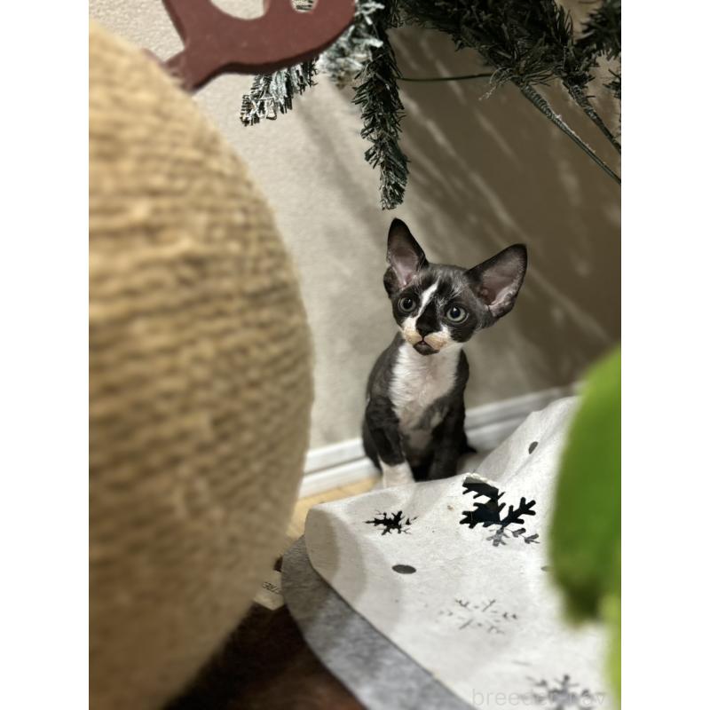 販売中の千葉県のデボンレックス-133383の4枚目