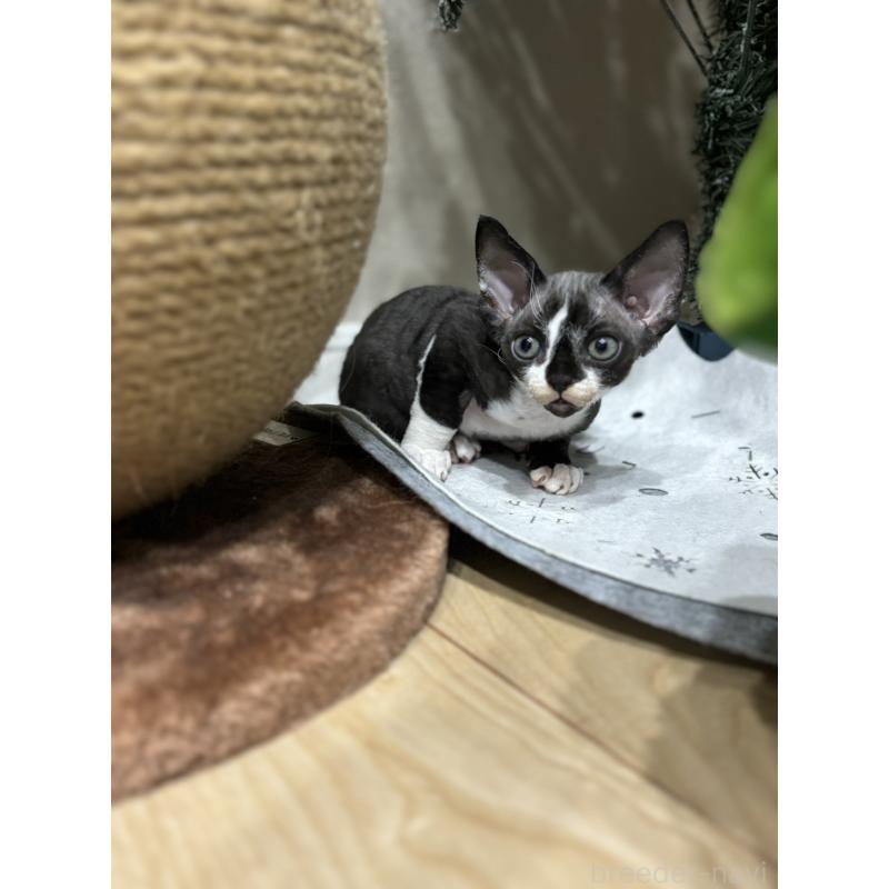 販売中の千葉県のデボンレックス-133383の3枚目