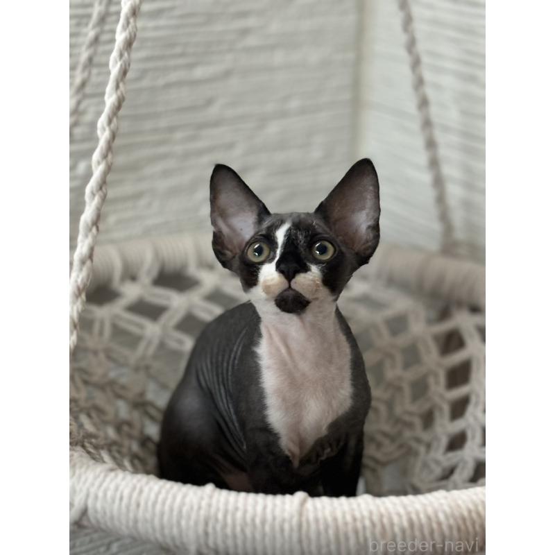 販売中の千葉県のデボンレックス-133383の2枚目