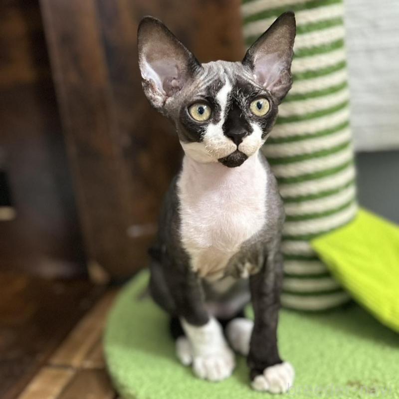 販売中の千葉県のデボンレックス-133383の1枚目