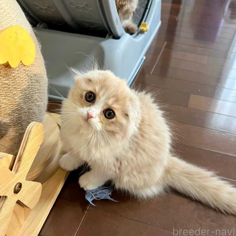 販売中の三重県のスコティッシュフォールド(折れ耳)-129918の9枚目