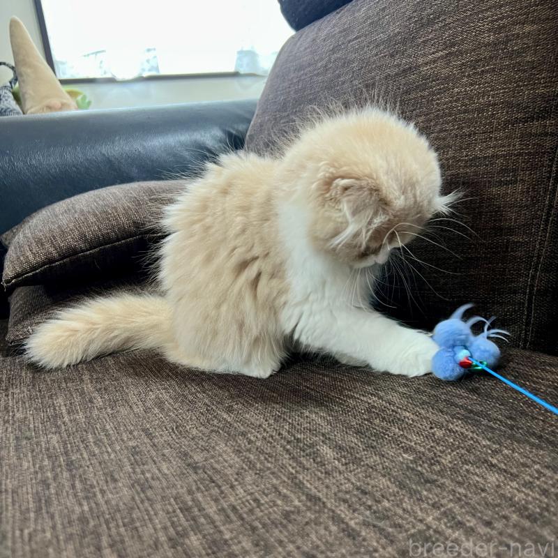 販売中の三重県のスコティッシュフォールド(折れ耳)-129918の8枚目