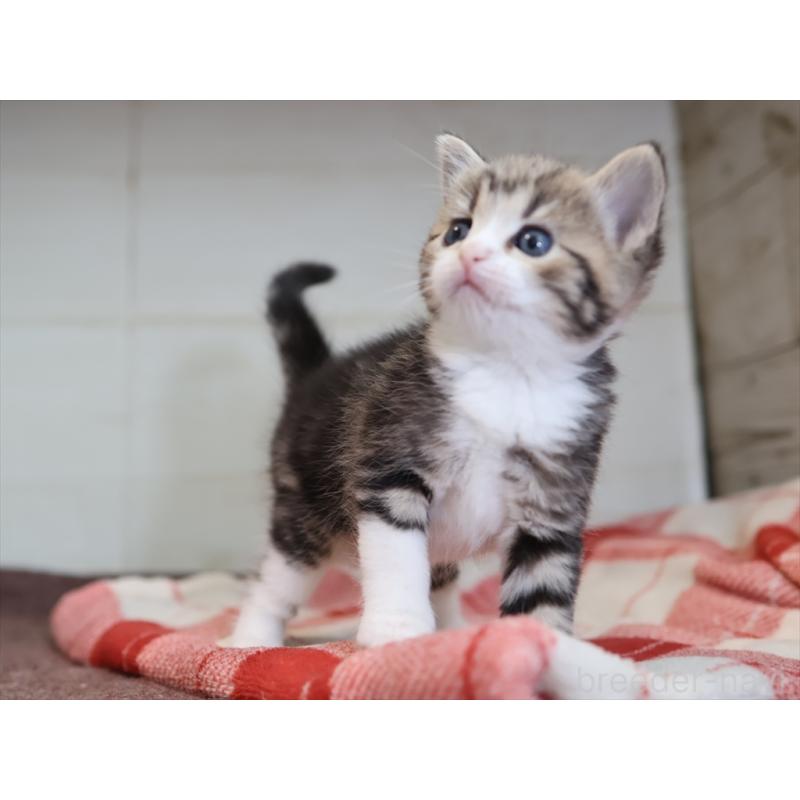 販売中の愛知県のスコティッシュフォールド-133384の10枚目