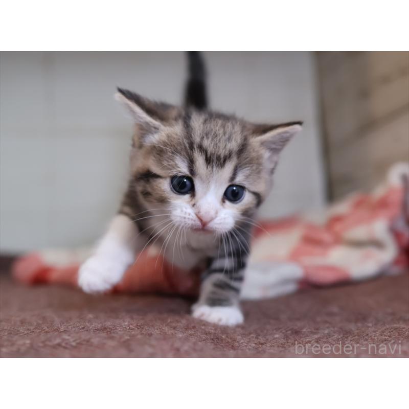 販売中の愛知県のスコティッシュフォールド-133384の9枚目