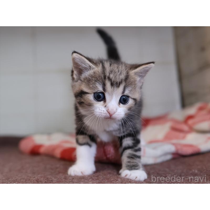 販売中の愛知県のスコティッシュフォールド-133384の8枚目