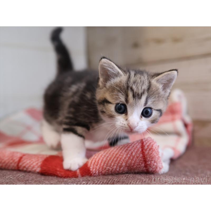 販売中の愛知県のスコティッシュフォールド-133384の7枚目