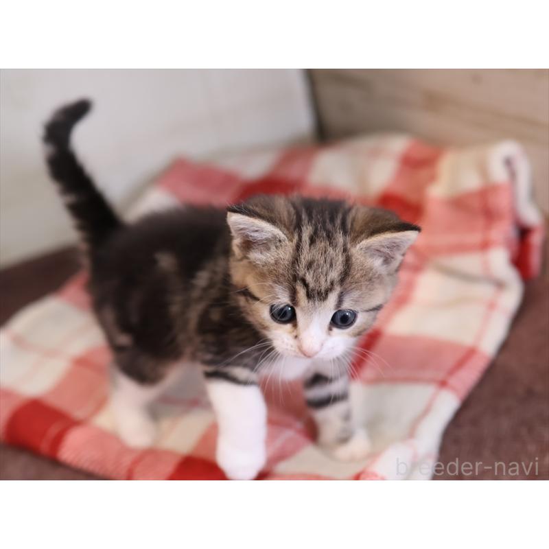 販売中の愛知県のスコティッシュフォールド-133384の6枚目