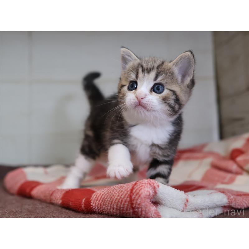 販売中の愛知県のスコティッシュフォールド-133384の5枚目