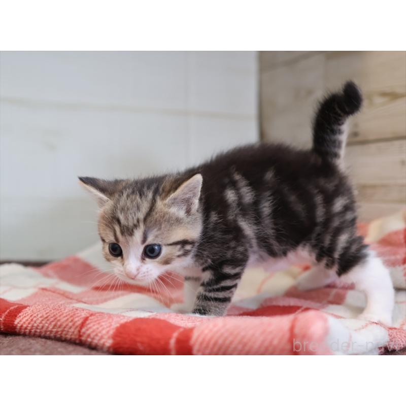 販売中の愛知県のスコティッシュフォールド-133384の3枚目