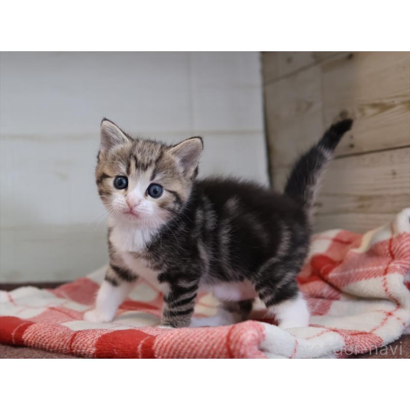 販売中の愛知県のスコティッシュフォールド-133384の4枚目