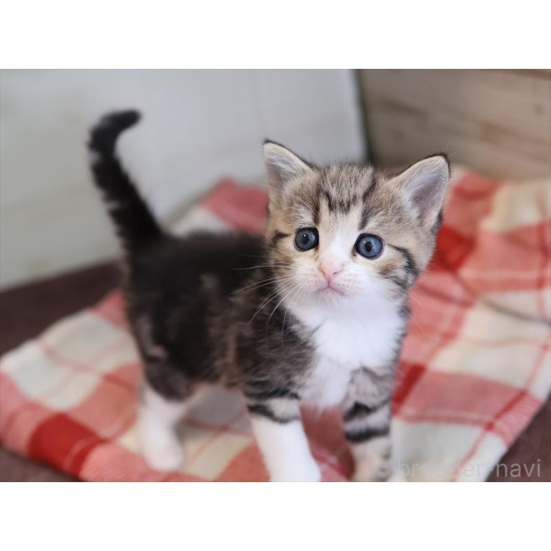 販売中の愛知県のスコティッシュフォールド-133384の2枚目