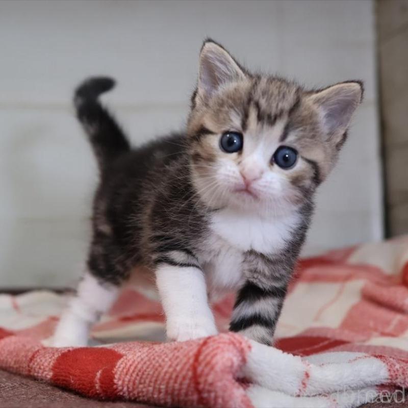 販売中の愛知県のスコティッシュフォールド-133384の1枚目