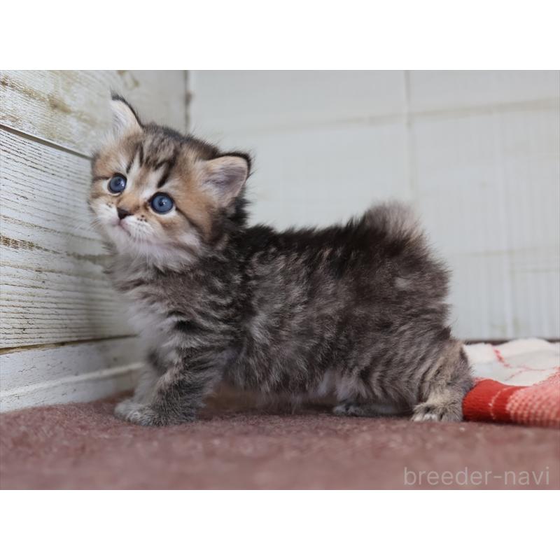 販売中の愛知県のスコティッシュフォールド-133385の10枚目