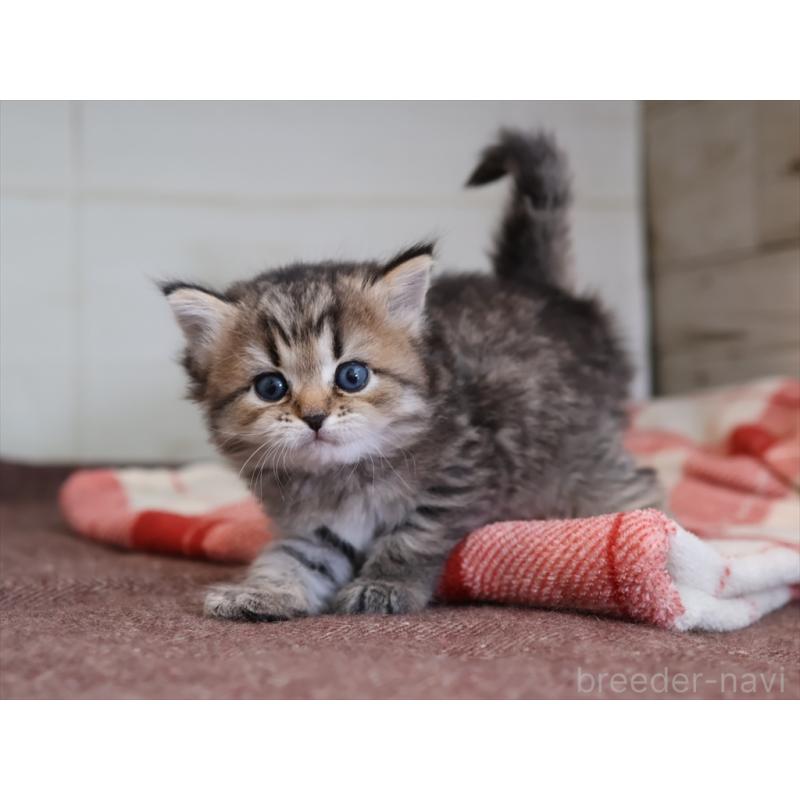 販売中の愛知県のスコティッシュフォールド-133385の9枚目