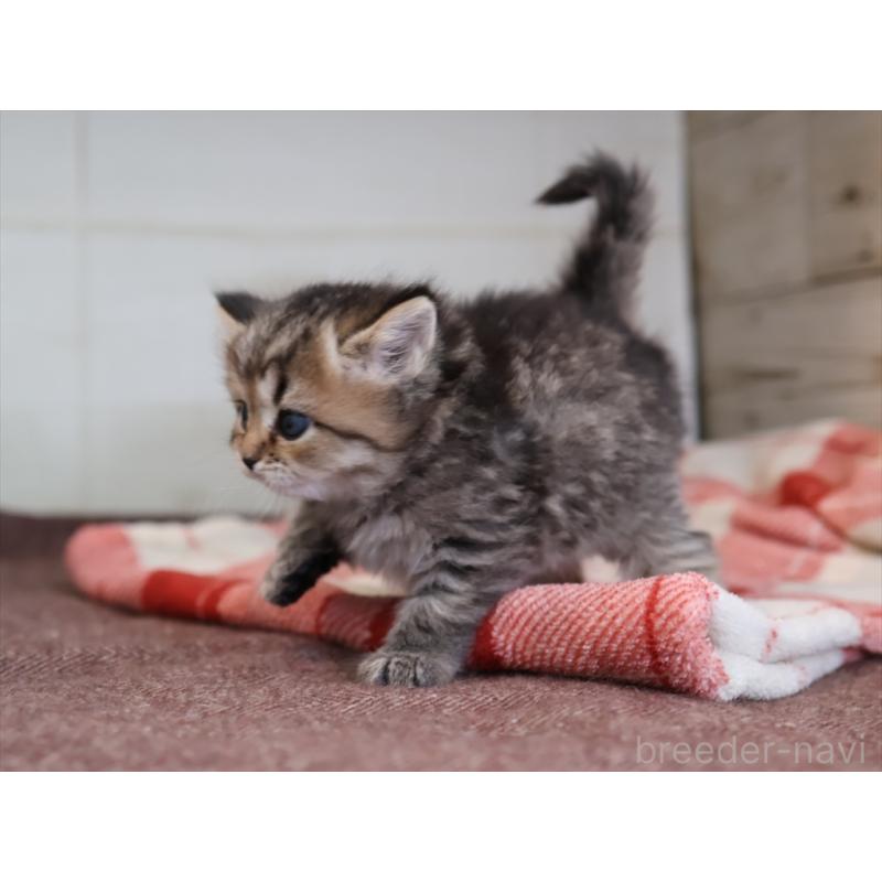 販売中の愛知県のスコティッシュフォールド-133385の8枚目