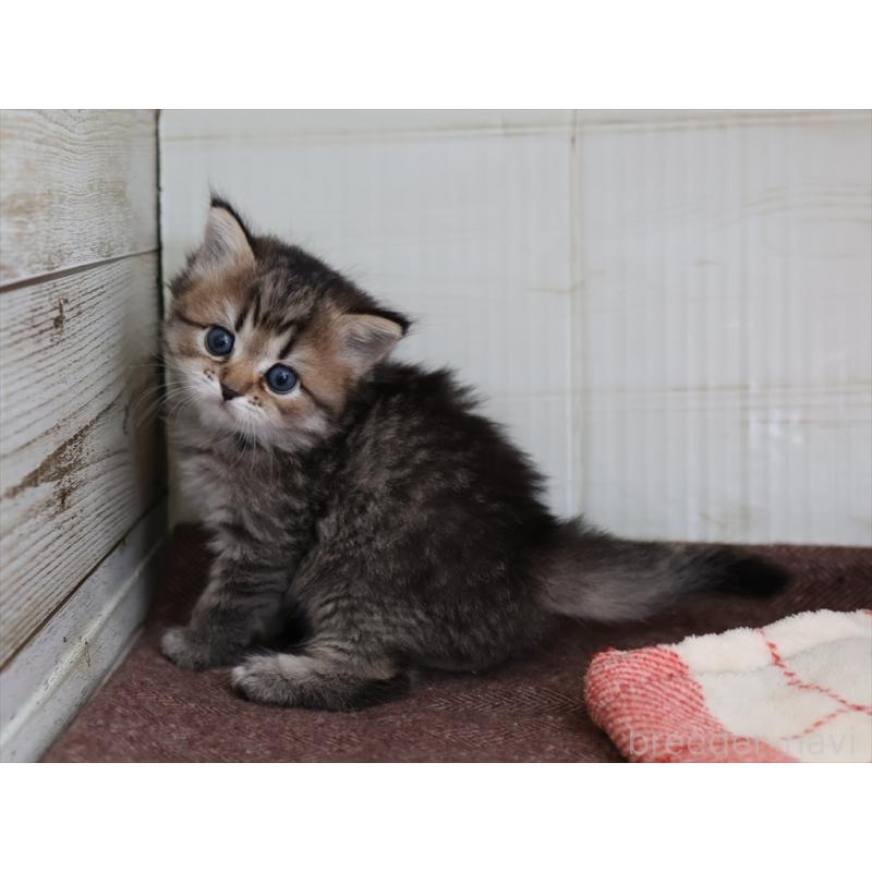 販売中の愛知県のスコティッシュフォールド-133385の7枚目