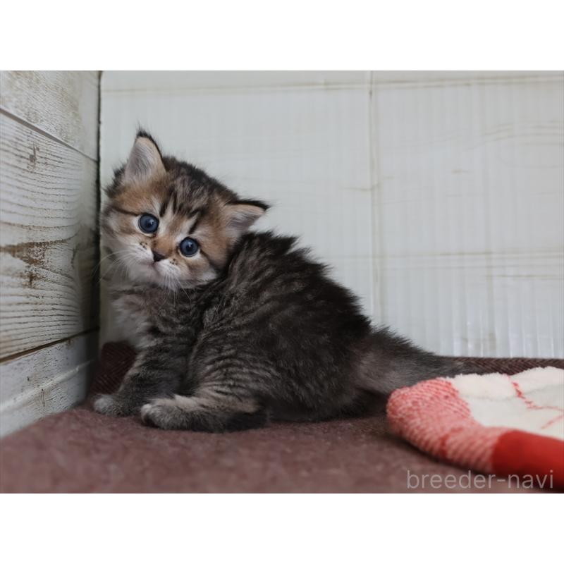 販売中の愛知県のスコティッシュフォールド-133385の6枚目