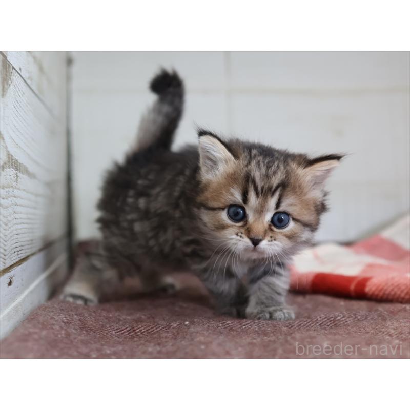 販売中の愛知県のスコティッシュフォールド-133385の5枚目