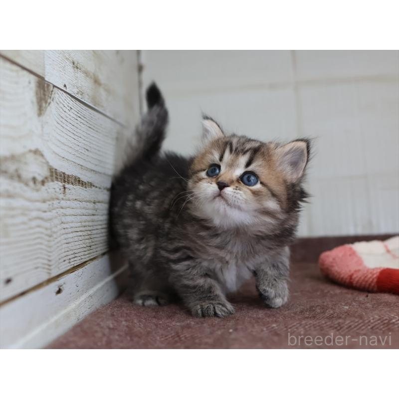 販売中の愛知県のスコティッシュフォールド-133385の4枚目
