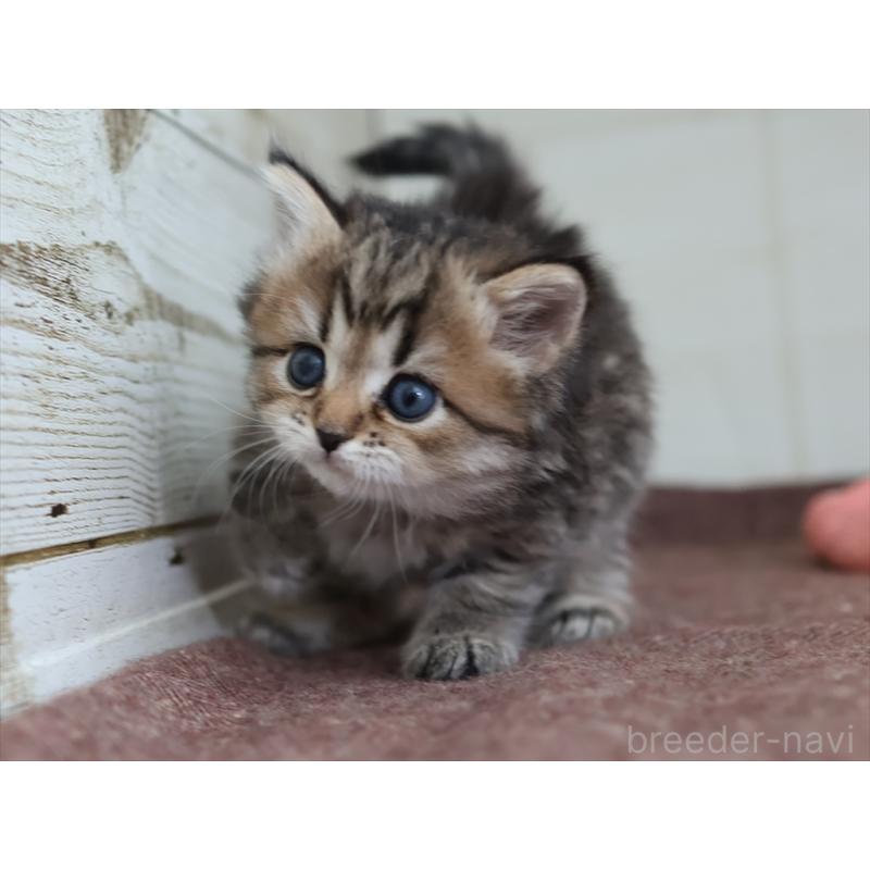 販売中の愛知県のスコティッシュフォールド-133385の3枚目