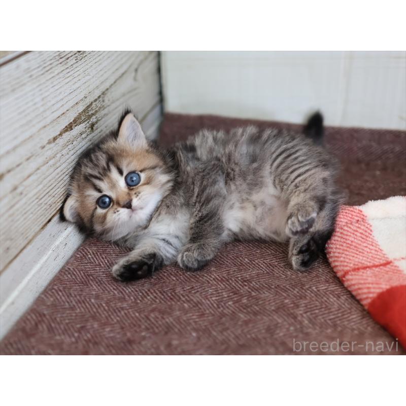 販売中の愛知県のスコティッシュフォールド-133385の2枚目