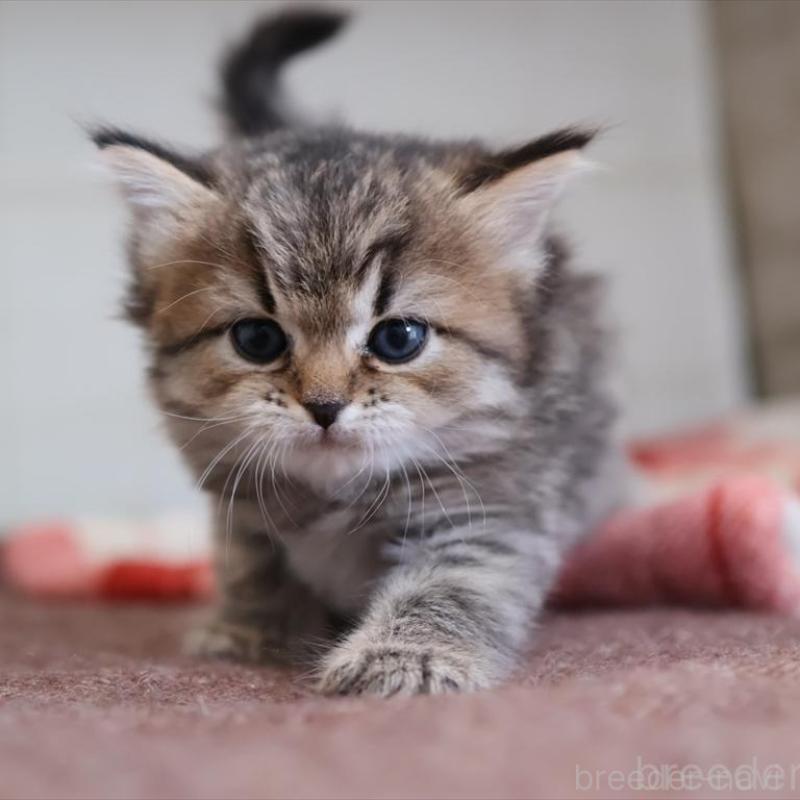 販売中の愛知県のスコティッシュフォールド-133385の1枚目