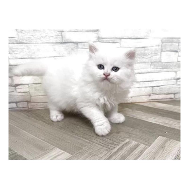 販売中の大阪府のラガマフィン-133386の2枚目