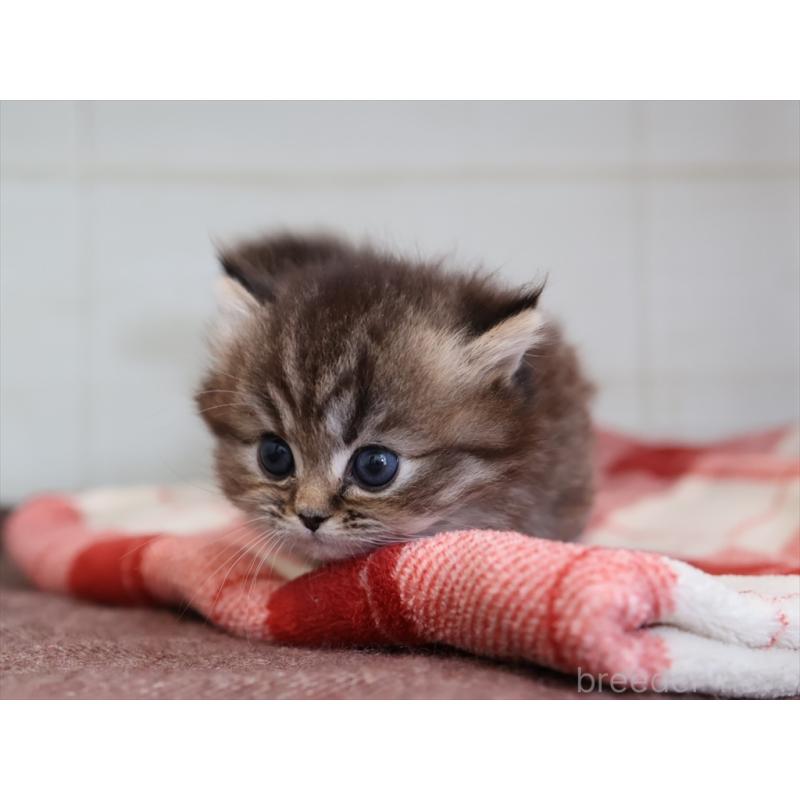 販売中の愛知県のミヌエット(短足)-133387の9枚目