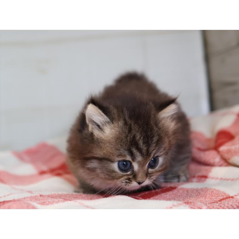 販売中の愛知県のミヌエット(短足)-133387の8枚目