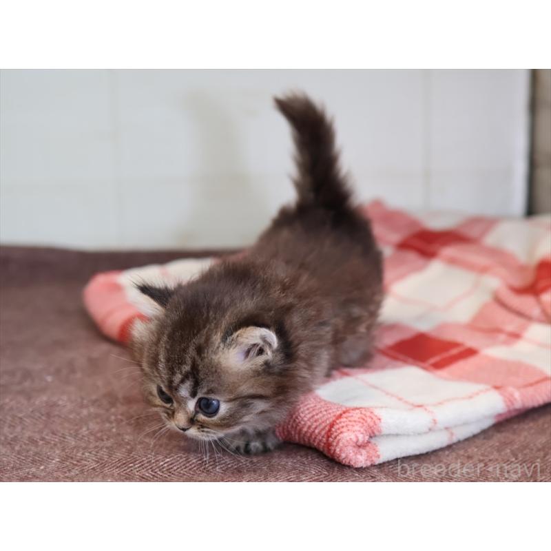 販売中の愛知県のミヌエット(短足)-133387の7枚目