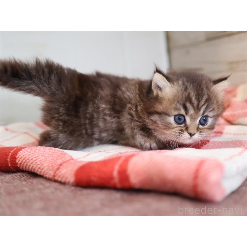 販売中の愛知県のミヌエット(短足)-133387の6枚目