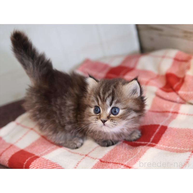 販売中の愛知県のミヌエット(短足)-133387の5枚目