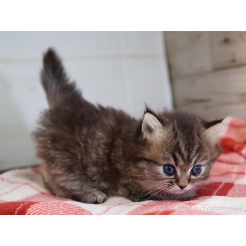 販売中の愛知県のミヌエット(短足)-133387の4枚目