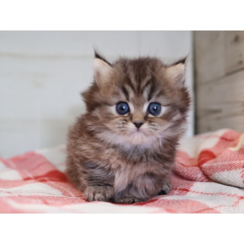 販売中の愛知県のミヌエット(短足)-133387の3枚目