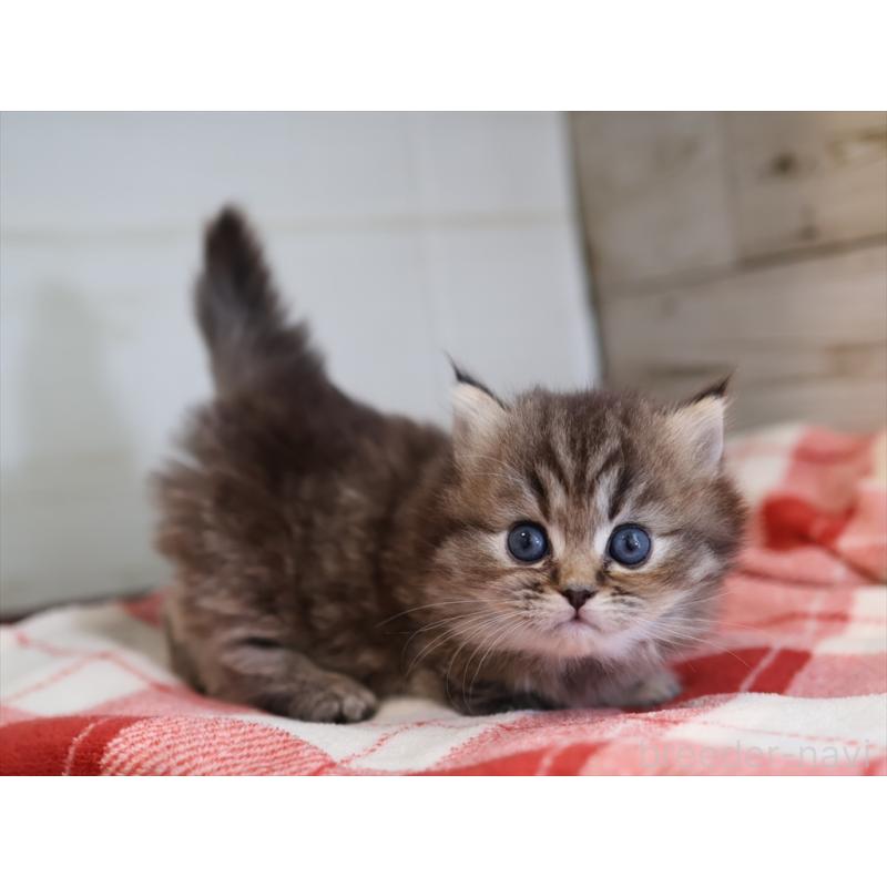 販売中の愛知県のミヌエット(短足)-133387の2枚目