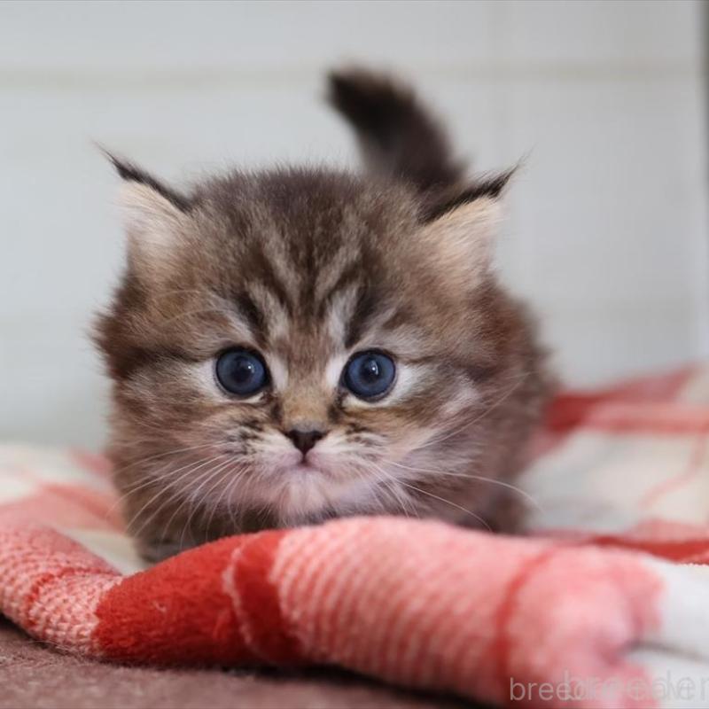 販売中の愛知県のミヌエット(短足)-133387