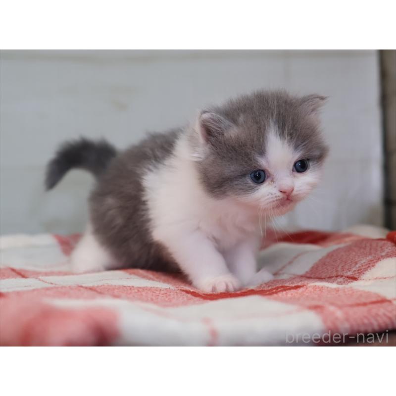 販売中の愛知県のマンチカン-133388の8枚目