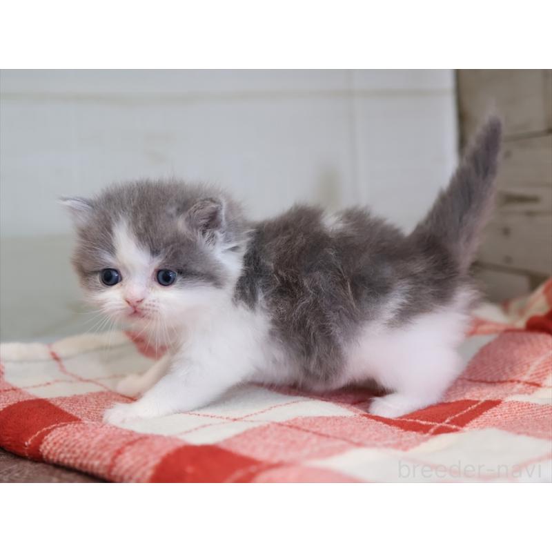 販売中の愛知県のマンチカン-133388の7枚目