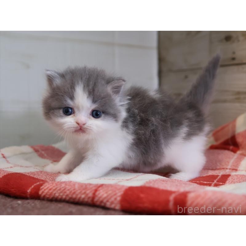 販売中の愛知県のマンチカン-133388の6枚目