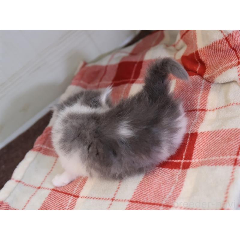 販売中の愛知県のマンチカン-133388の5枚目