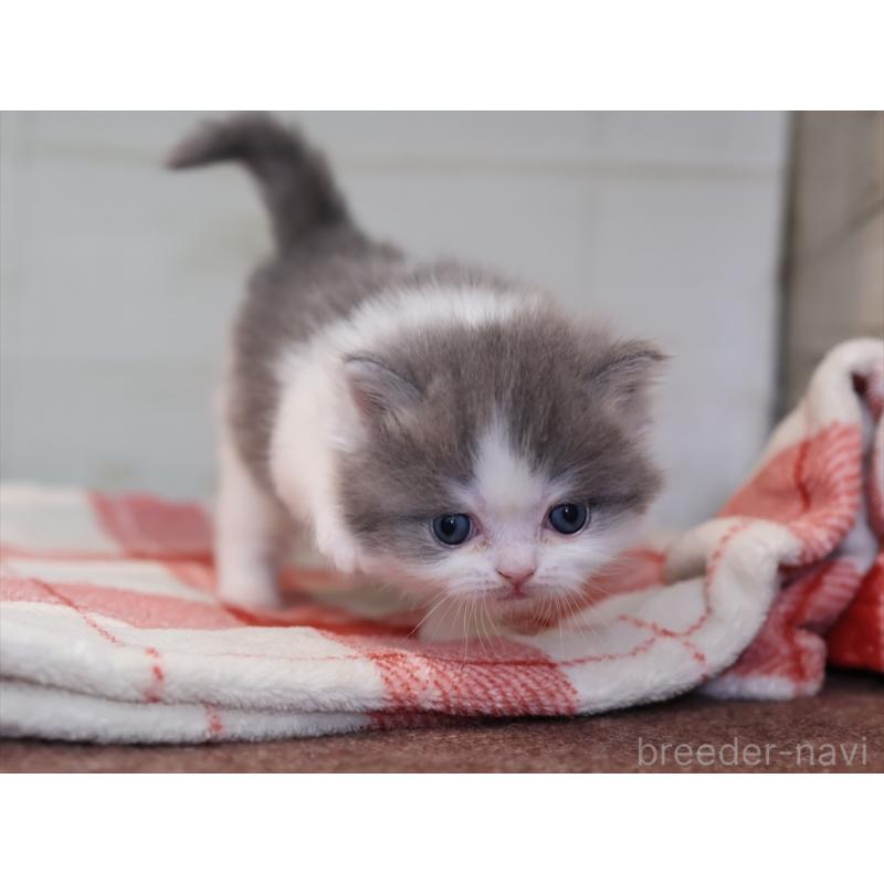 販売中の愛知県のマンチカン-133388の4枚目