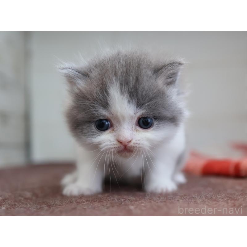 販売中の愛知県のマンチカン-133388の3枚目