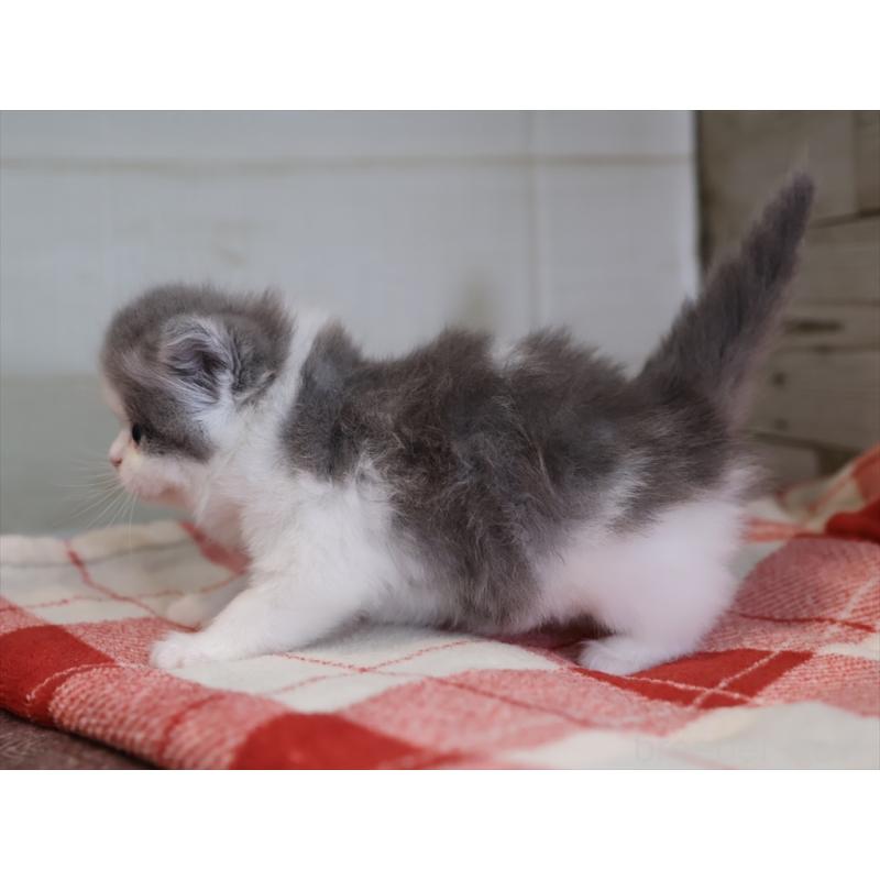 販売中の愛知県のマンチカン-133388の2枚目