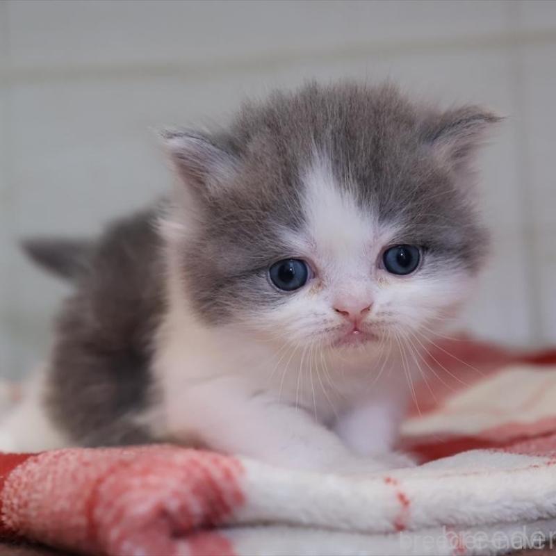 販売中の愛知県のマンチカン-133388